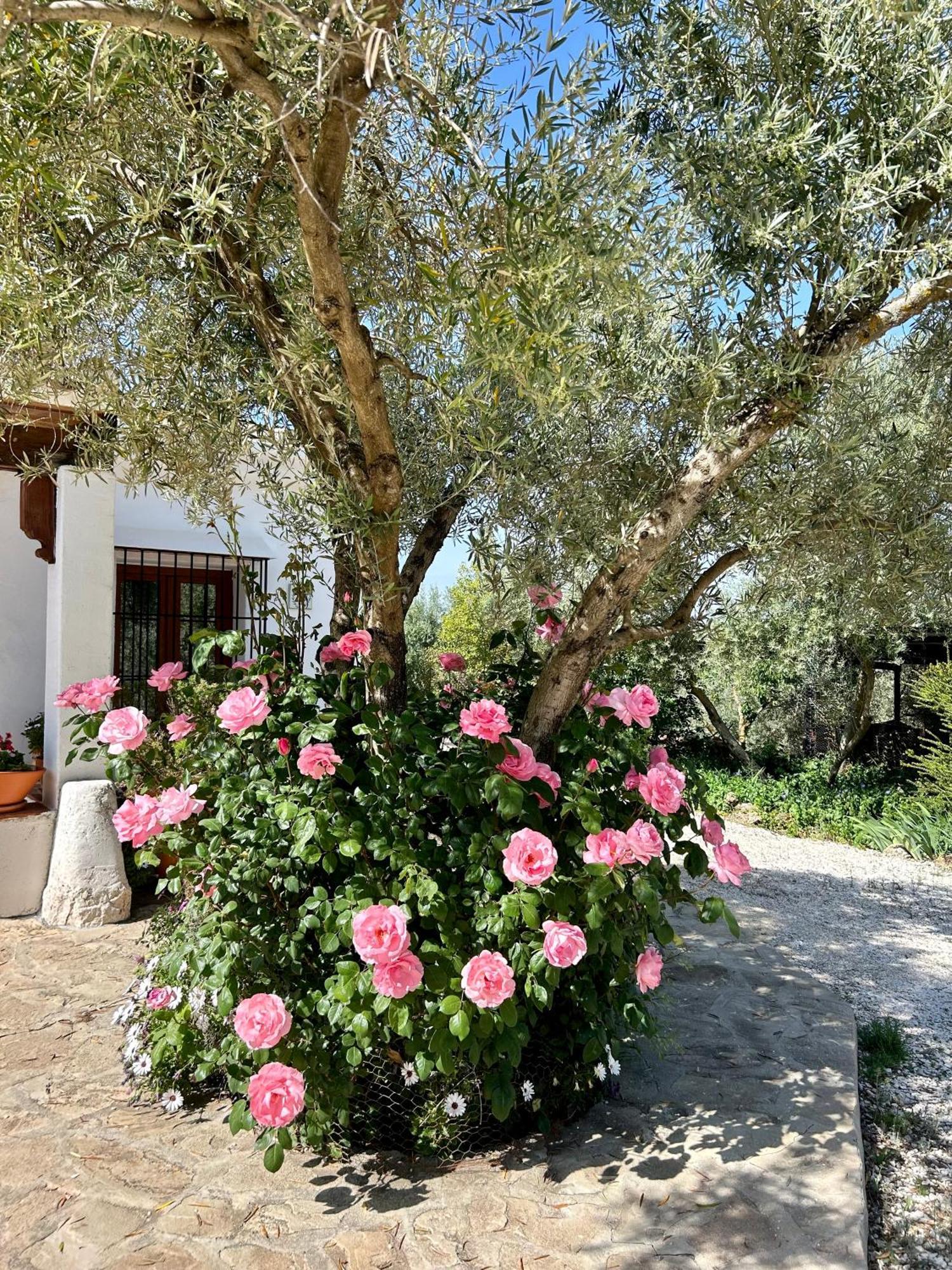 La Mejorana Refugio Andaluz Con Piscina Entre Olivos *